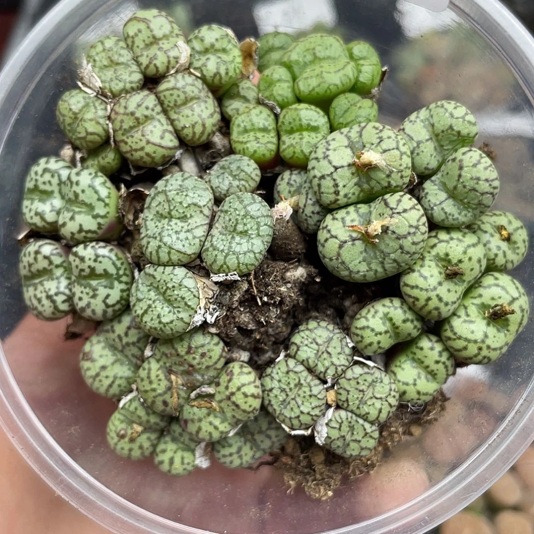 阿***雪2300000花花花花花鼓励