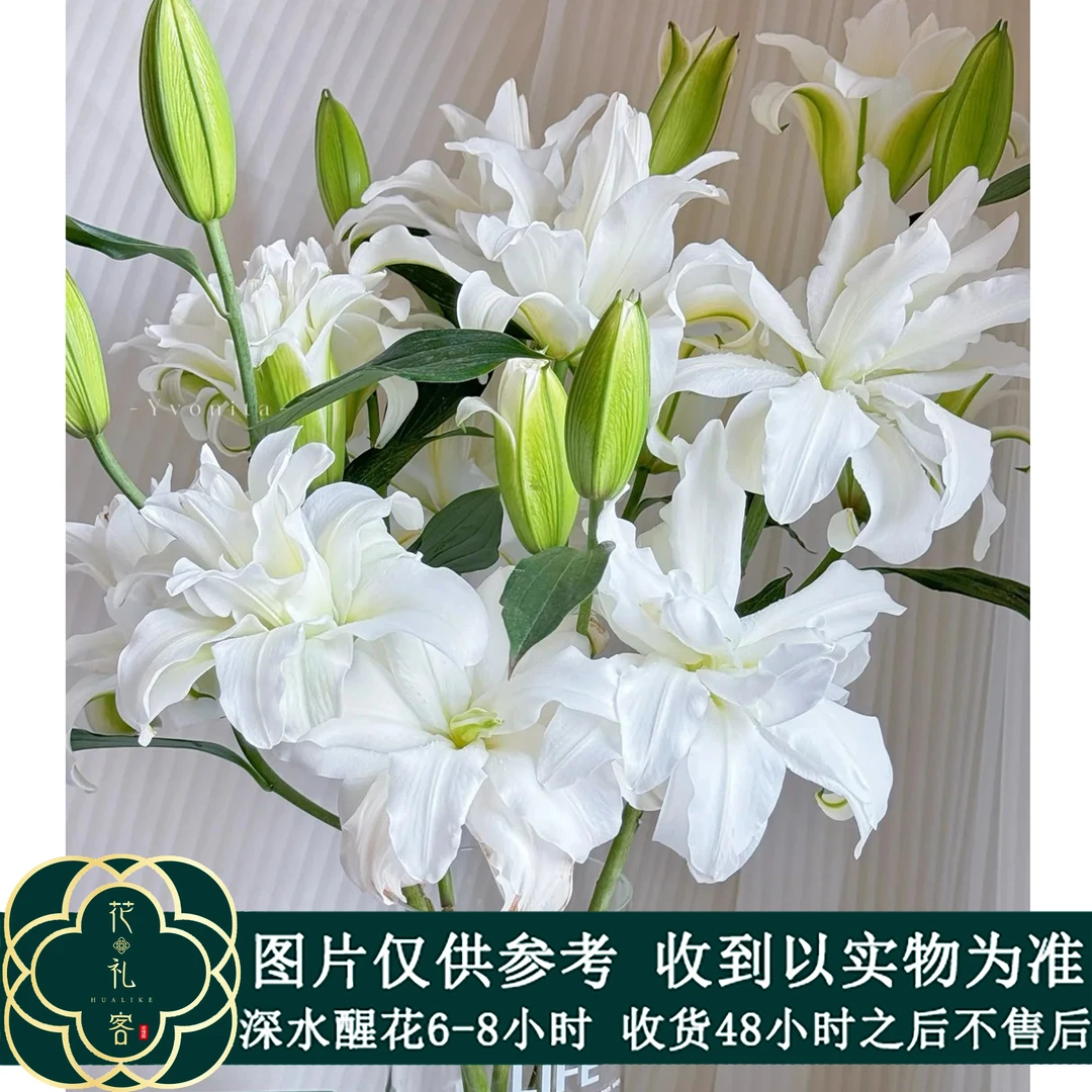 花礼客#重瓣百合淡香型 【北极星】鲜花优选 顺丰直发