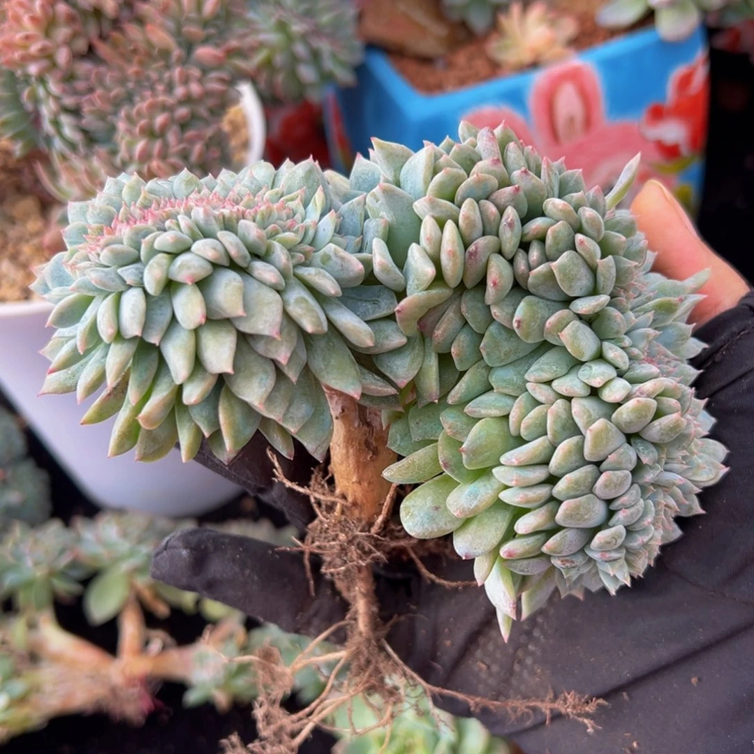草莓冰沙琥珀缀化