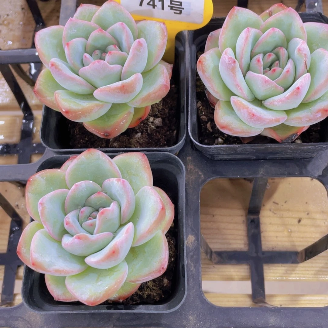 741号 老桩草莓泡芙单头一个
