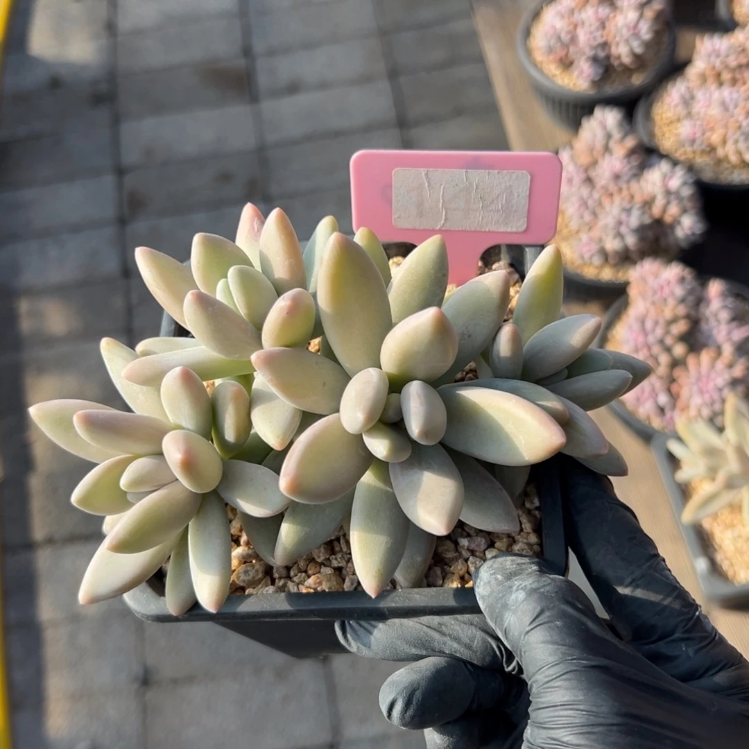 特价白兰地111111111111