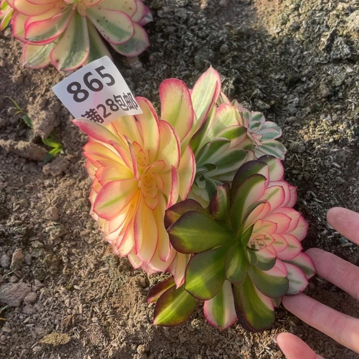 865二号棚倾城多肉植物L