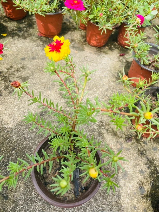 籽播重瓣太阳花2盆,带盆带土发货