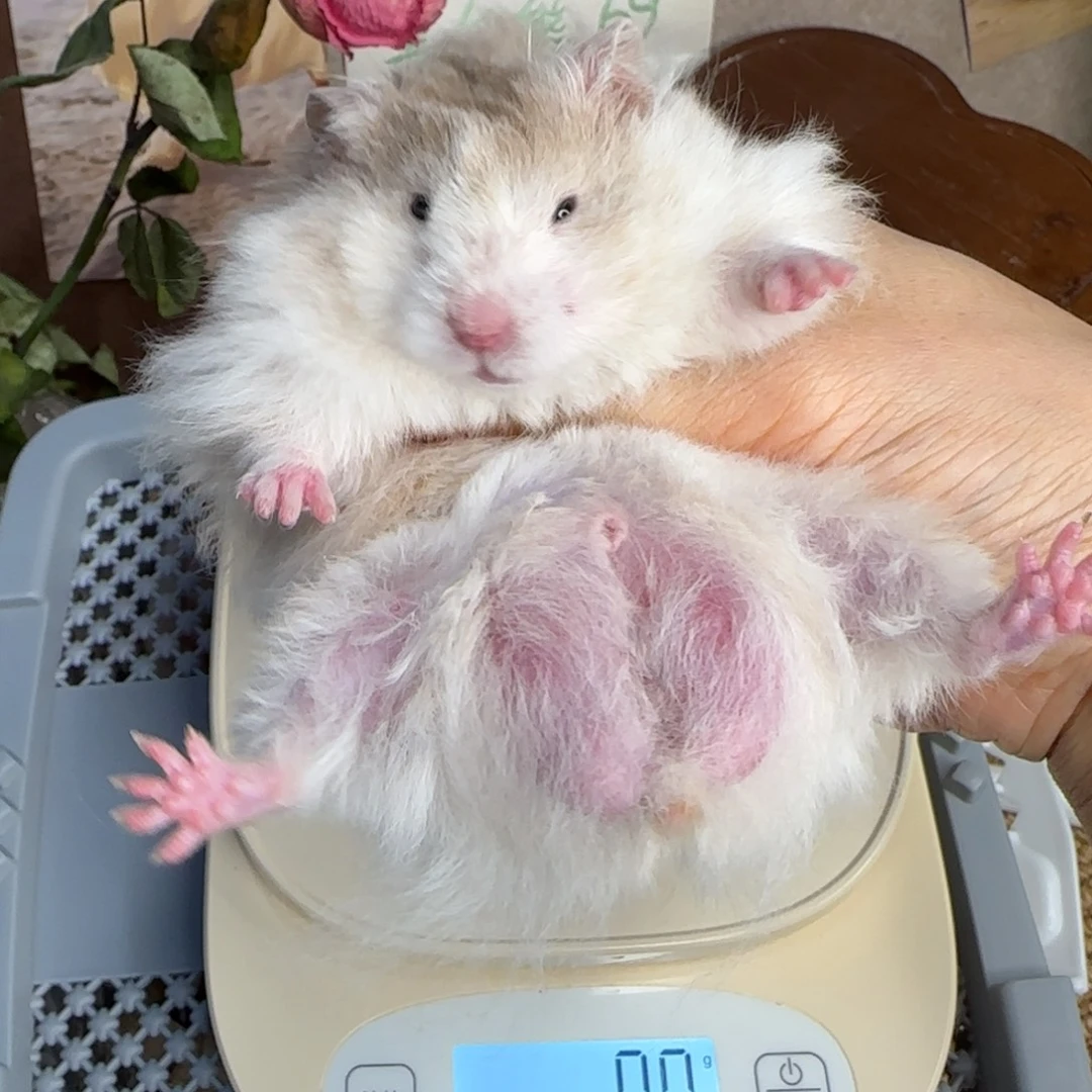巧波弟弟127g6.20