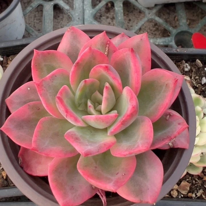 粉哈林锦一物一拍锦龙