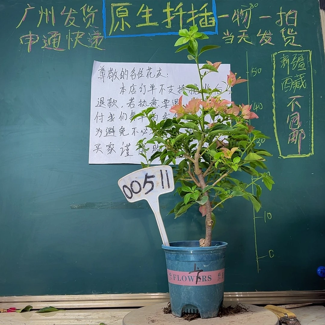 当前无花栽培后可以开花卡亚塔00511