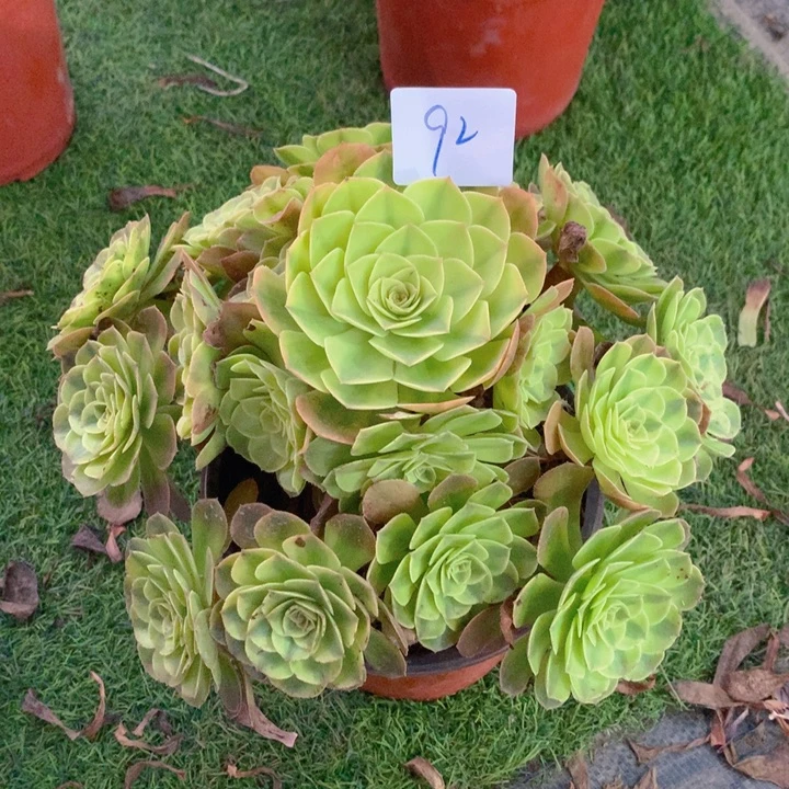 92雨荷精品法师多肉