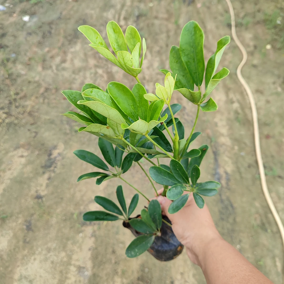鸭脚木小苗可爱清新净化空气