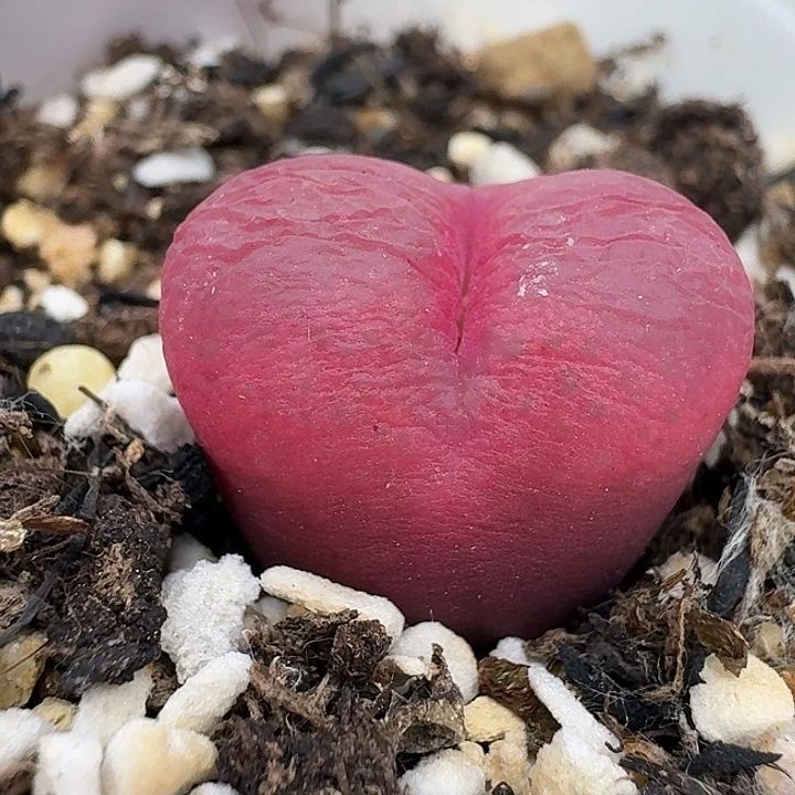 老马生石花1.8吕红1022