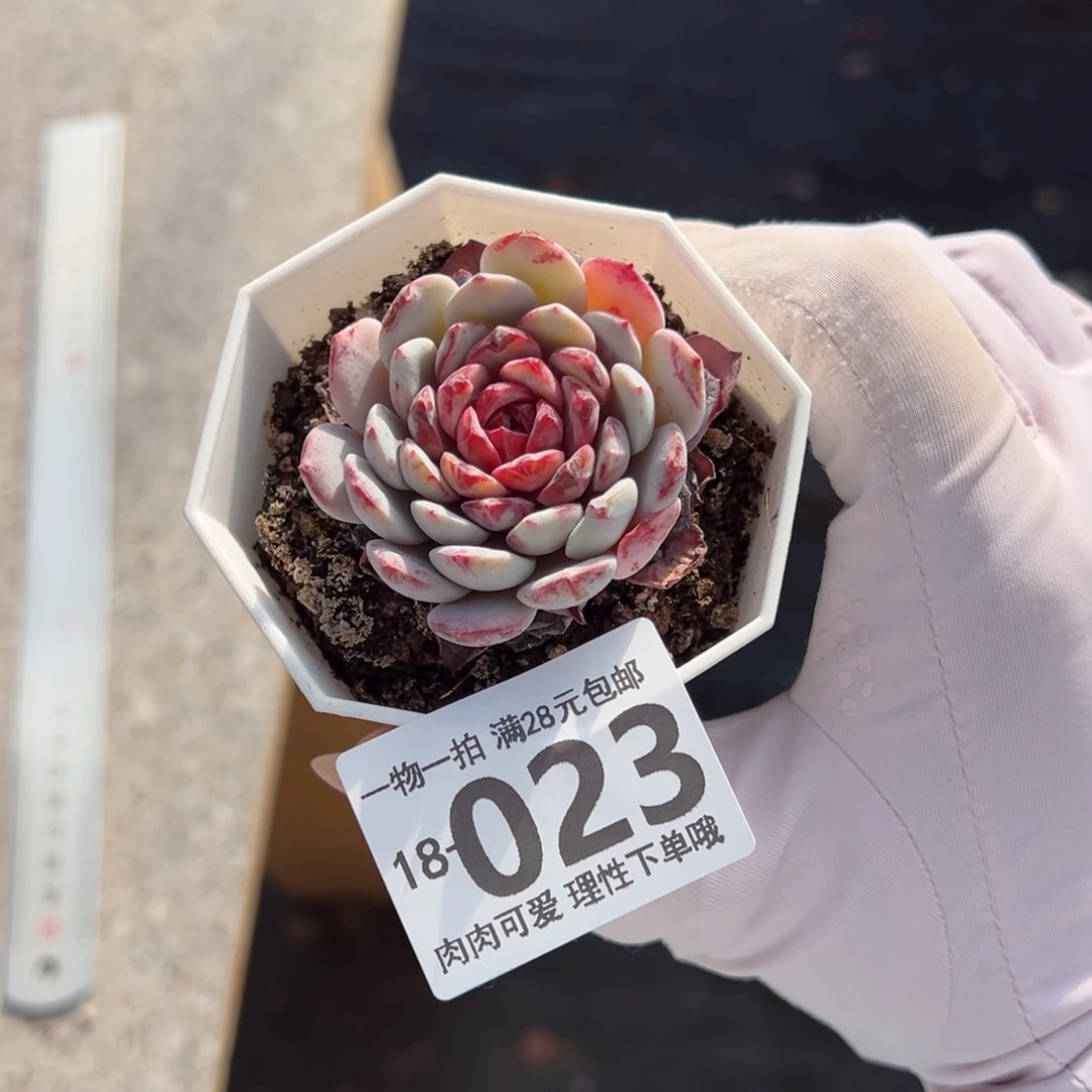 白衣圣代多肉多肉多肉多肉多肉