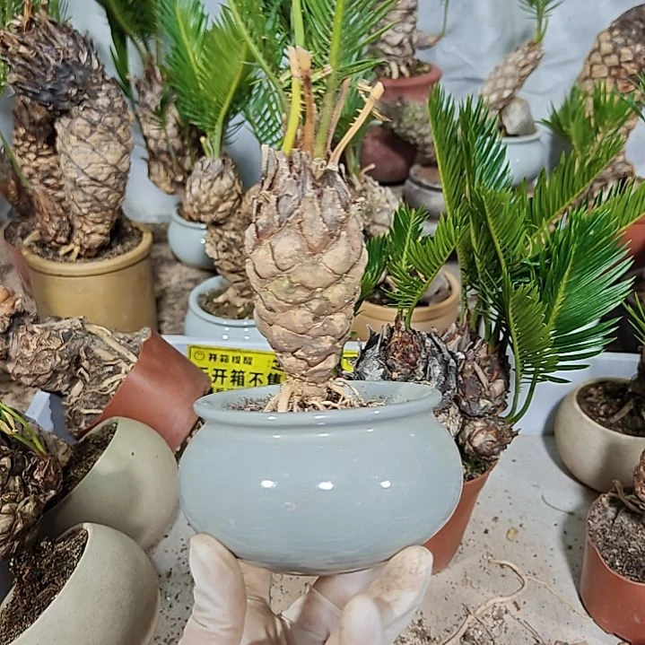 飞***无花朵白鳞铁盆景基地价