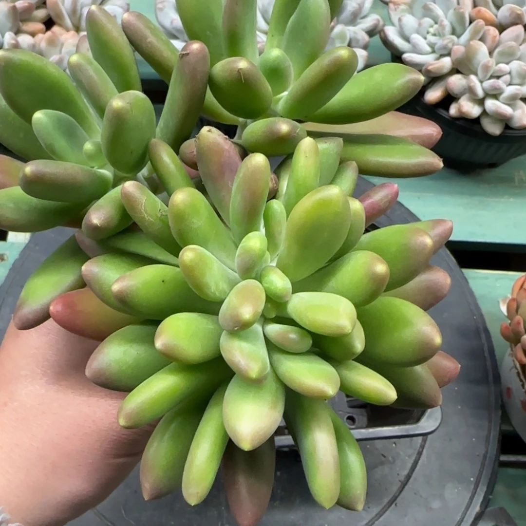 金蝉缀，发货点延迟