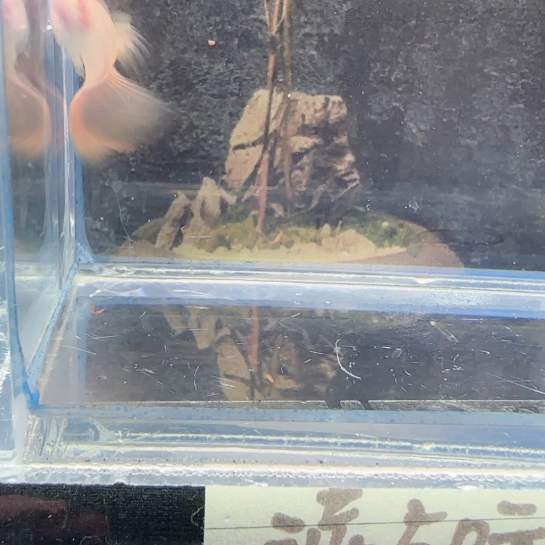 玻璃粉耳朵金粉1对