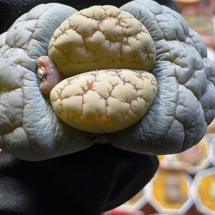 生石花23:：。    36号