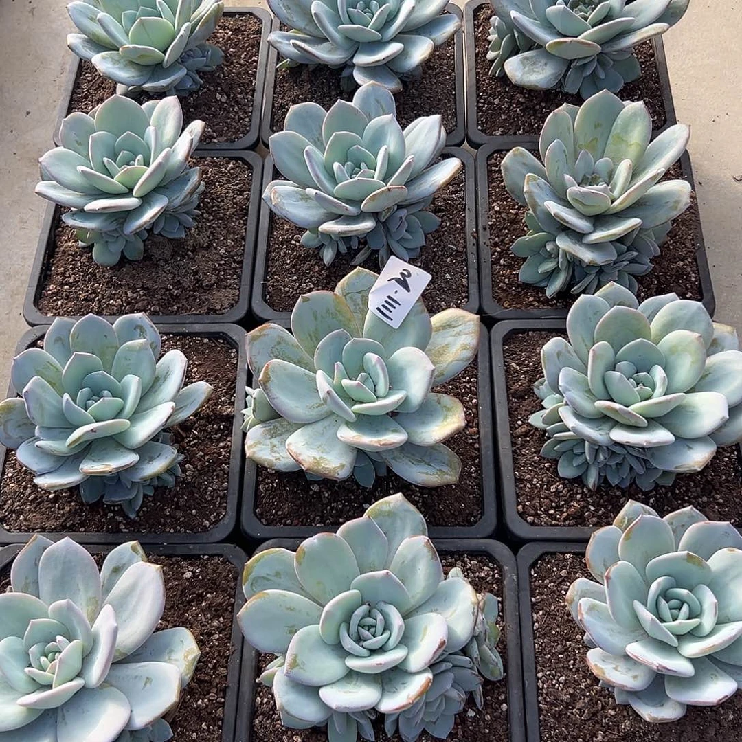 1111-20捧花奶茶多肉随机