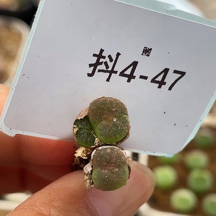 4-47勋章多肉植物