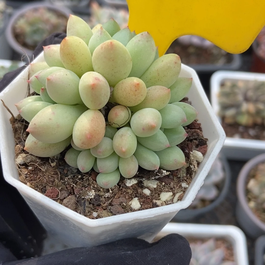 875萤火虫多肉植物