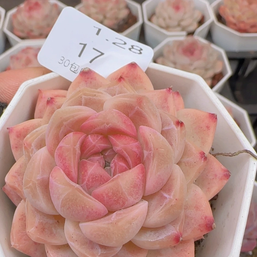 珍妮单头一颗脱土发货