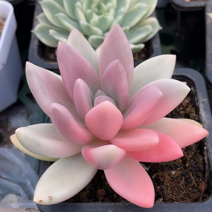 桃花源锦。锦龙多肉园艺