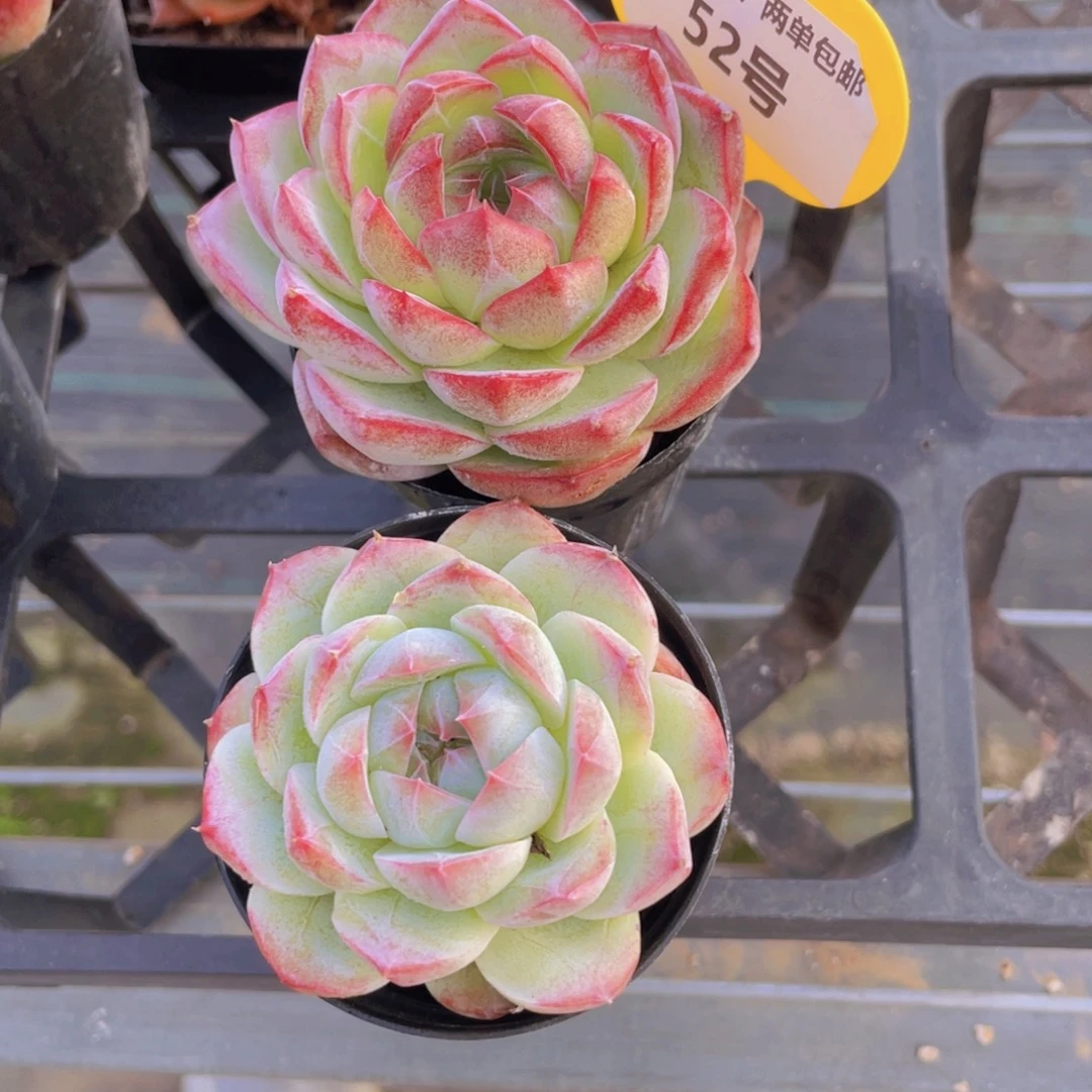 52号 粉糖心女王加白透女王