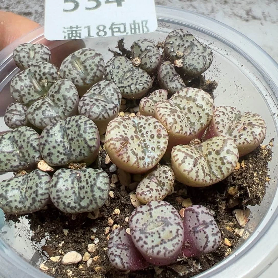 【闪购商品】 534。