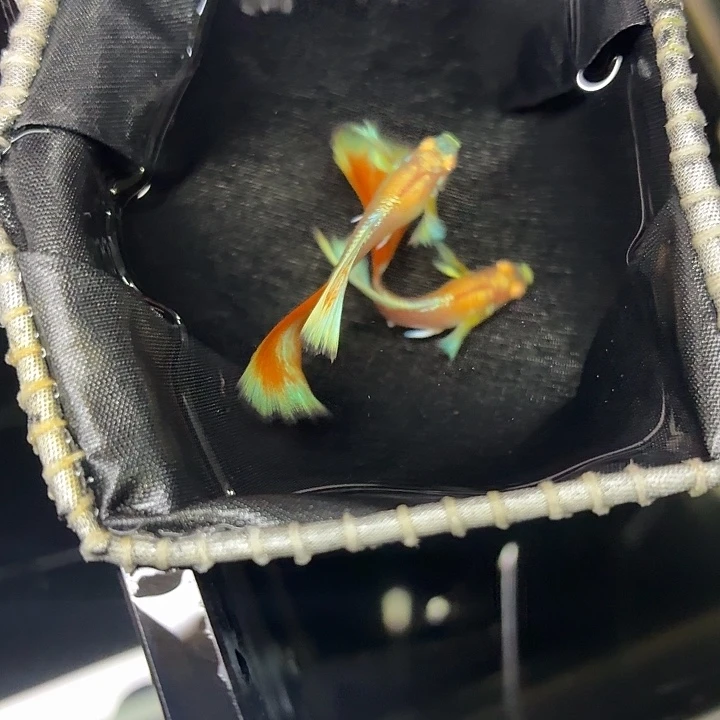 孔雀鱼火烧云飞船两对