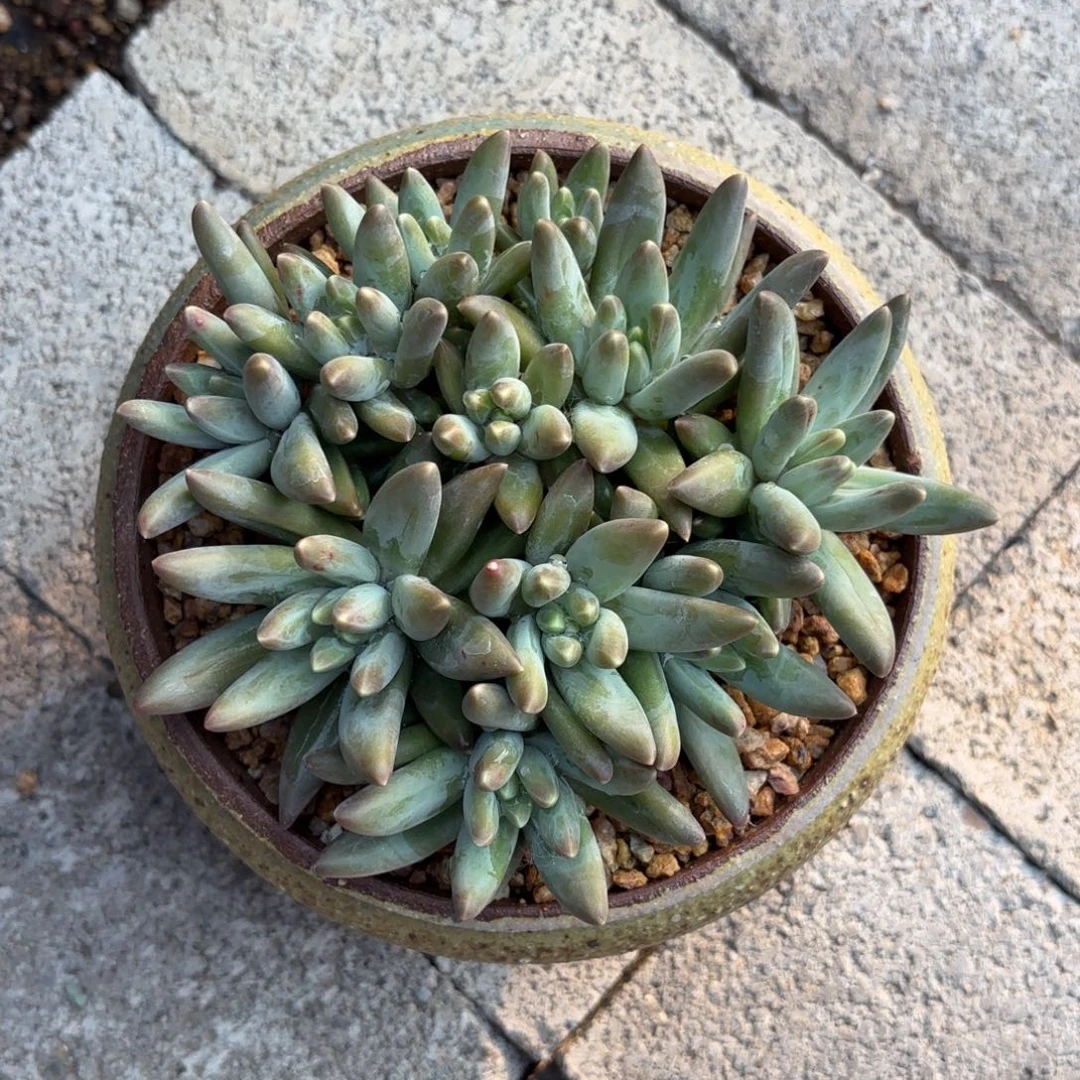 全部花朵伊卡鲁斯