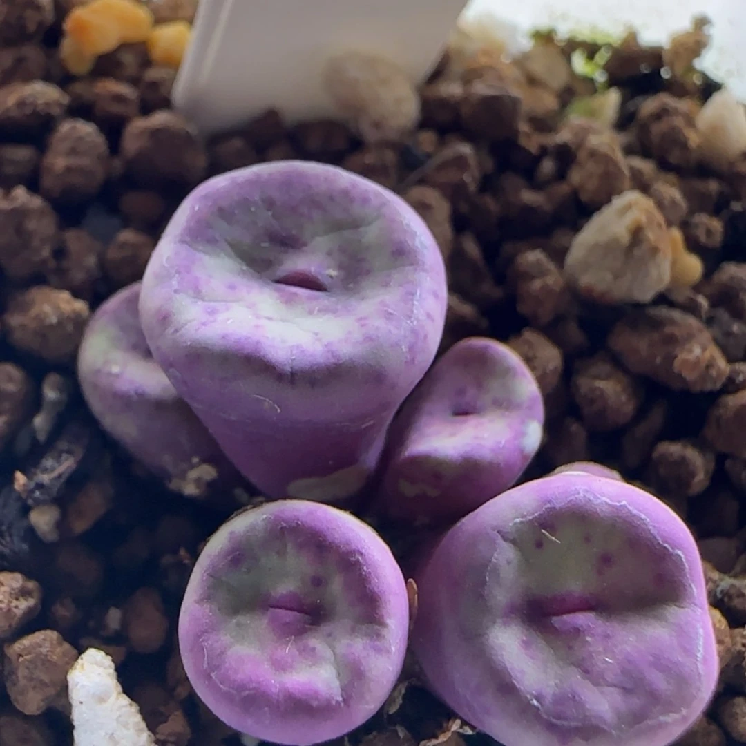 【闪购商品】14877紫体红嘴绝绝子