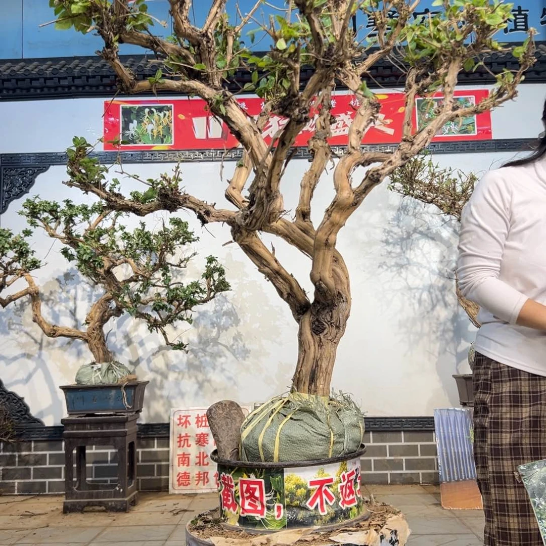 无花朵金银花8888