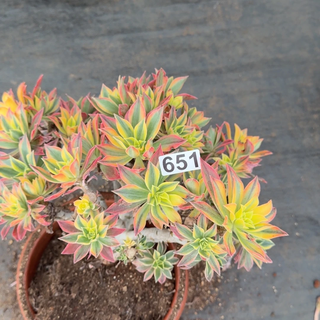 651多肉植物枫叶有砍特价