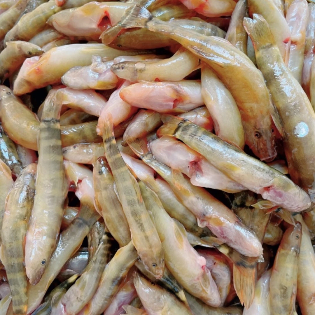 花钢鳅红尾钢鳅（生鲜不支持退货）