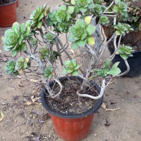 青衣58多肉植物一物一拍