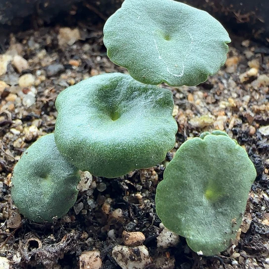 过年好，脱土发货，年后发货哦23368