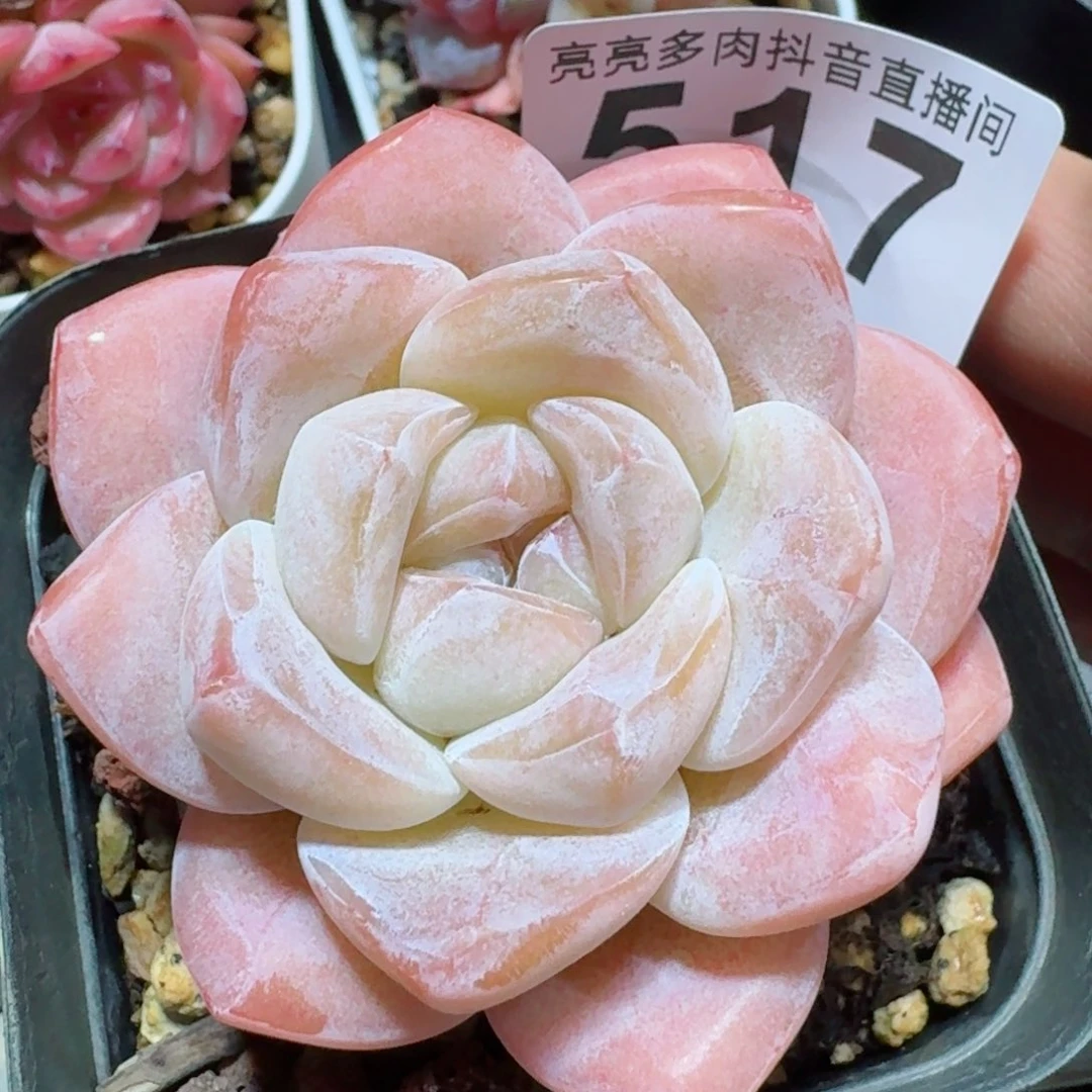 多肉植物开播福利捡漏