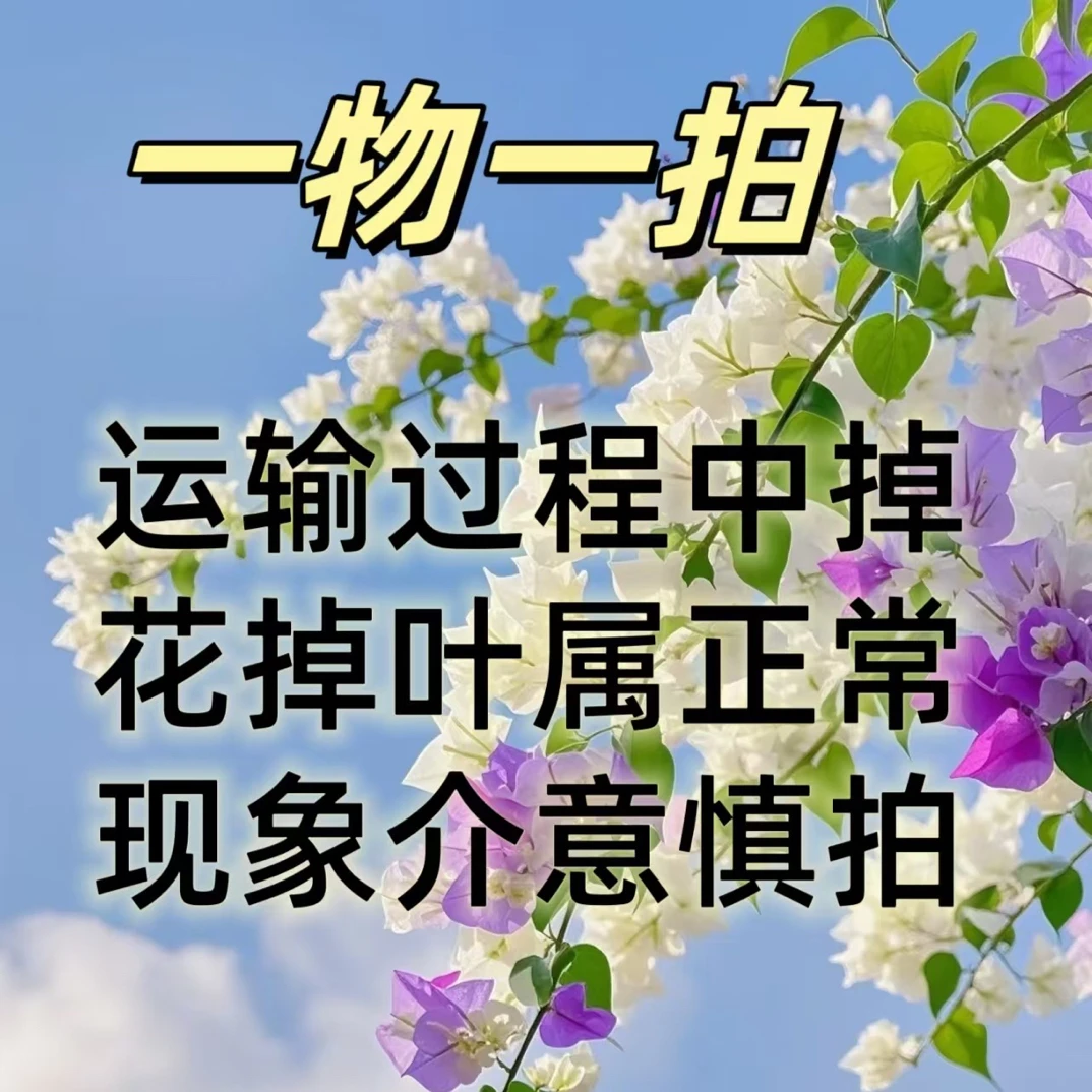 三角梅盆苗一物一拍