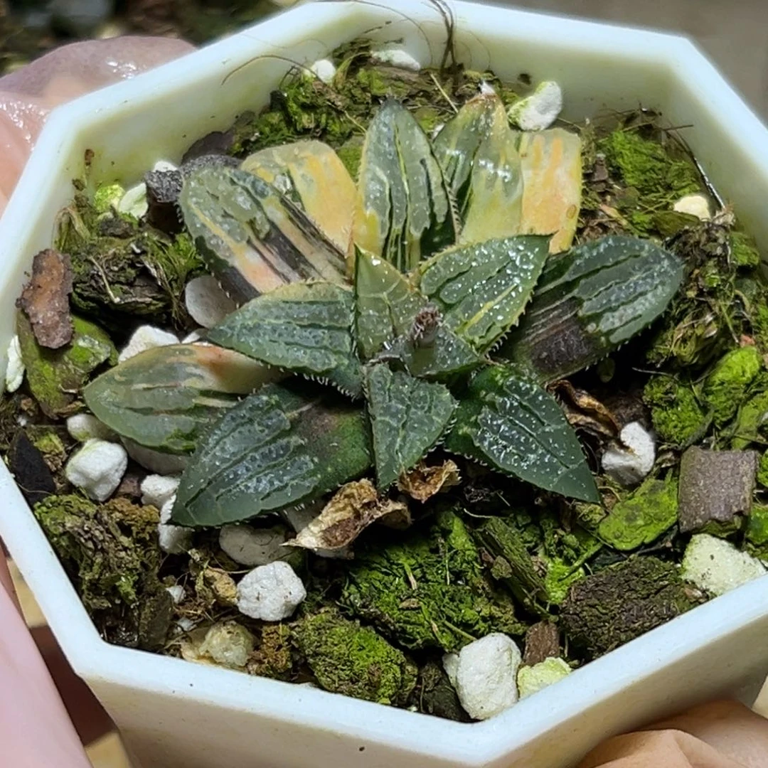 恭喜发财大吉大利904