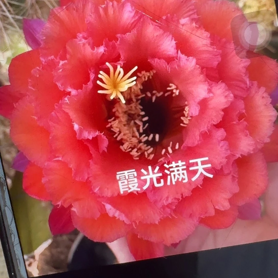 霞光满天侧芽5公分毛花柱