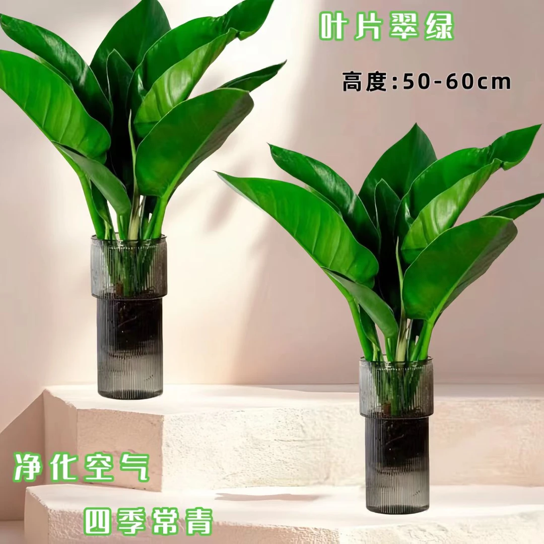 【50-60高】大叶金钻绿公主水培植物盆栽室内桌面净化空气好养护