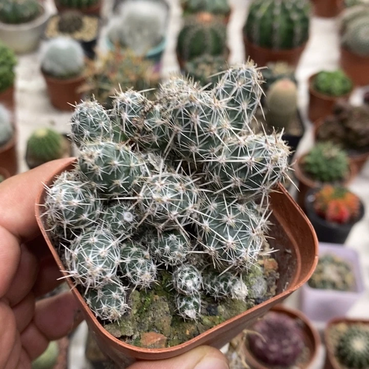 舞豆团扇特价福利