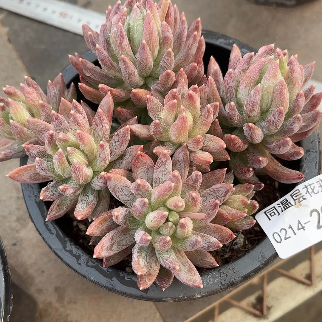 薇****6同温层多肉炫彩星298