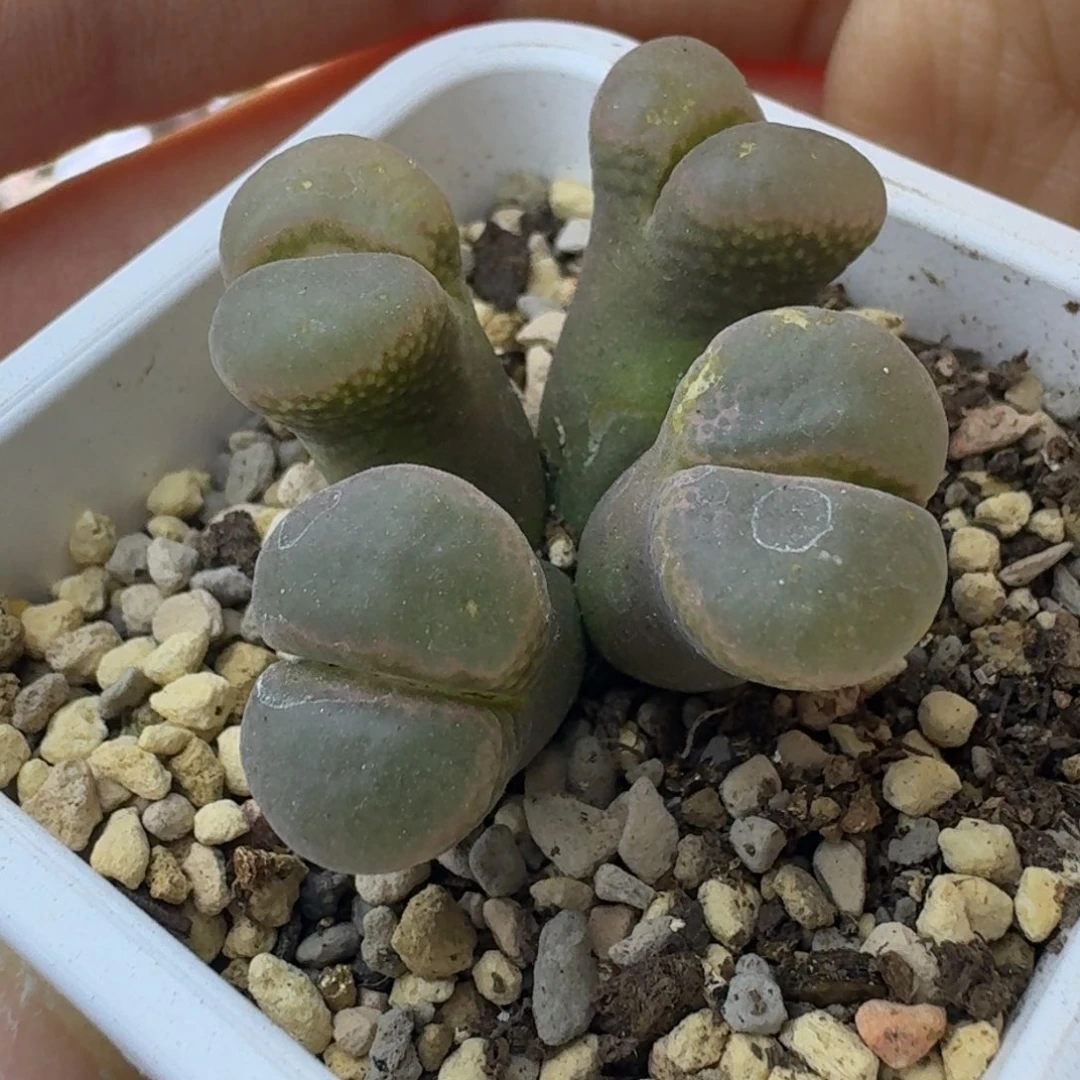 77号四头有干疤介意勿拍