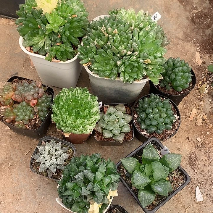 11盆带盆带土发货包邮