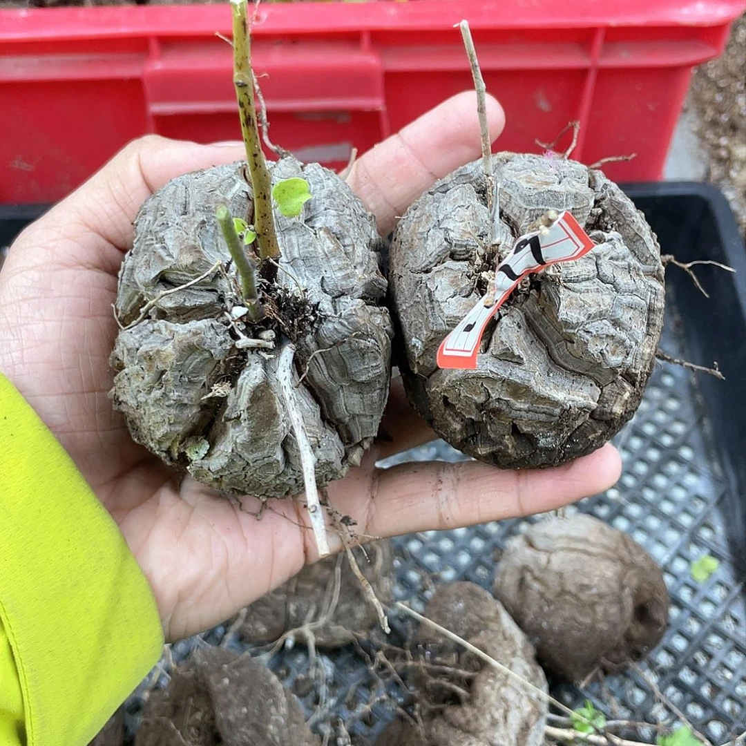 龟甲龙一物一拍1779号2颗