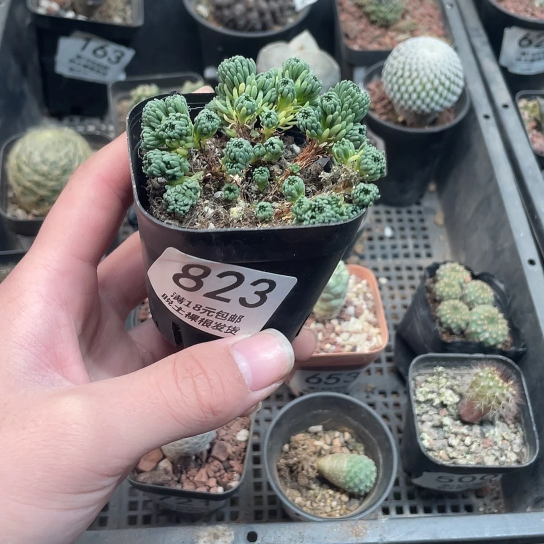 823球松（满18包邮）