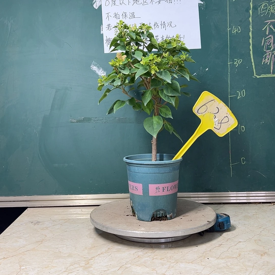 全部花苞 粗杆 暗斑五宝  638