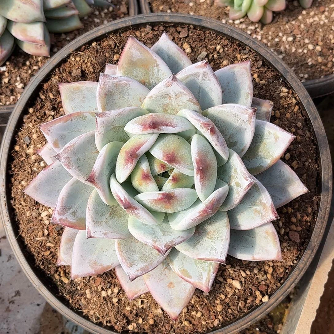 寄养链接的肉肉的肉肉