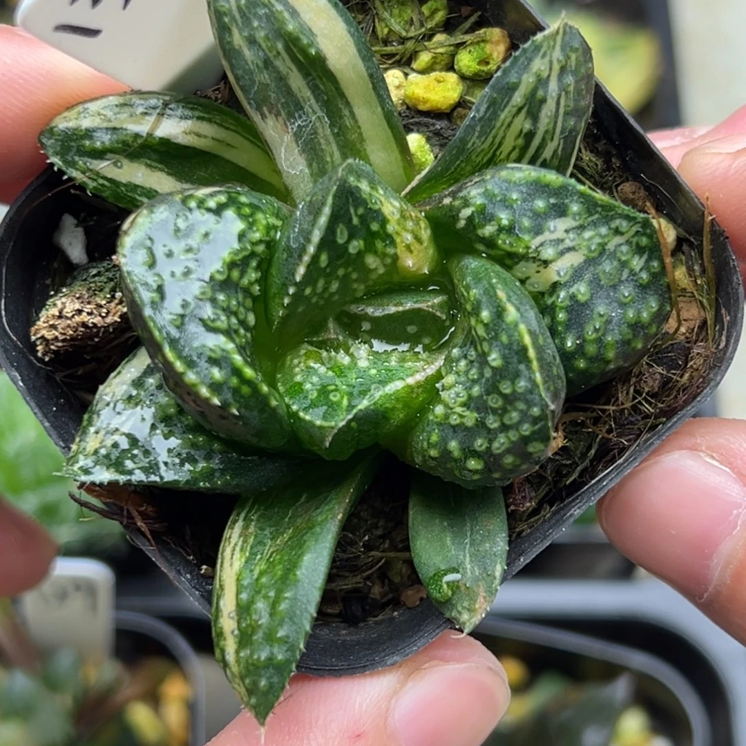 133紫禁城寿锦一物一拍