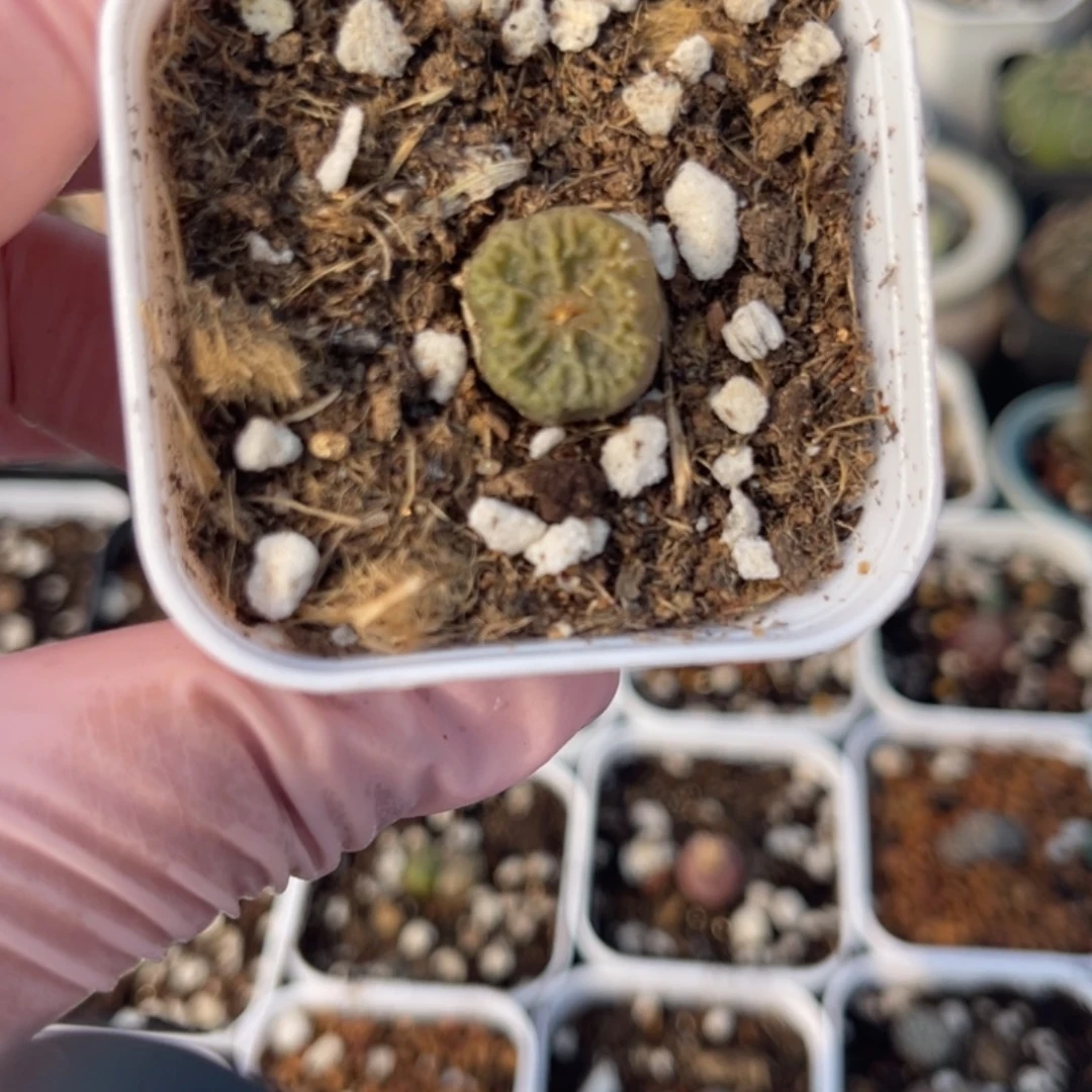 多肉植物一物一拍12