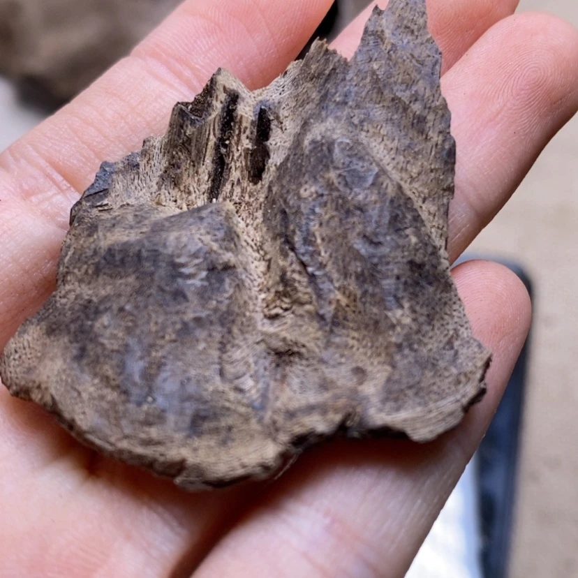 【闪购商品】香榧木海南2.5克