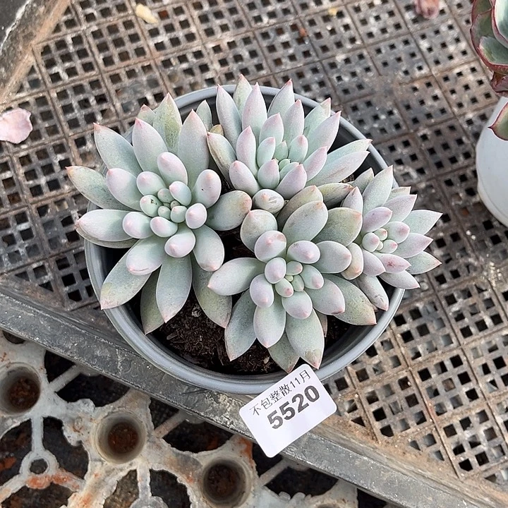 阿雅园艺。        5520所罗门